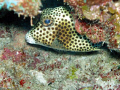   Spotted Trunkfish  